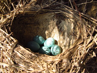 Turquoise bird eggs in a nest © vofchok