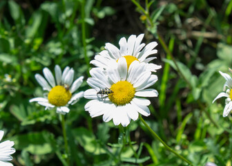 Obraz premium white daisy flower