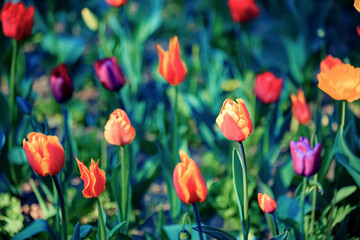 Obraz premium Tulips. Beautiful bright tulips on a dark blurred background in spring. Shallow depth of field. Toned image