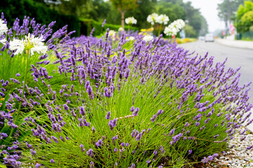 Obraz premium Close up Lavender and Allium flowers, growing along the road on green background.