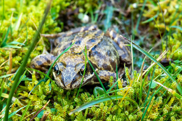 A common frog, Rana temporaria, hiding between the green gras and moss in Ireland.