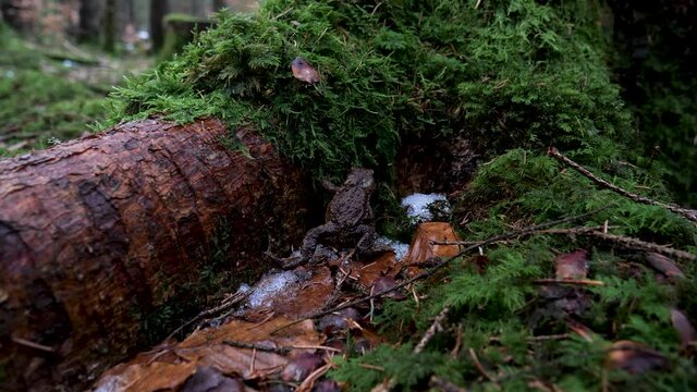 A toad seeks refuge by a mossy tree trunk in the forest in early spring. Some snow remains on the ground. the toad is thin after sleeping all winter. Scandinavian forest.