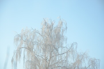 tree in winter
