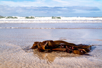 Fototapeta na wymiar Seaweed on a beach in Portnoo County Donegal - Ireland