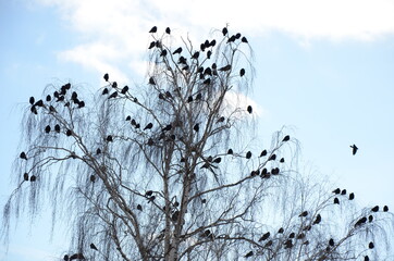 crows sitting on a tree.