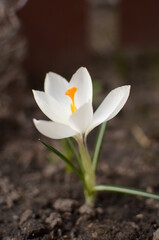 white crocus flower