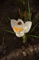 Bee on a spring flower.