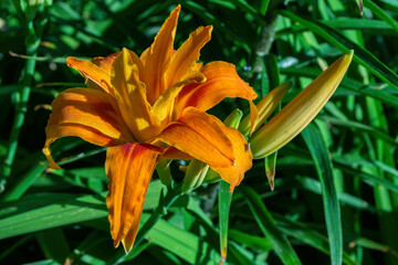 Fototapeta premium Orange-red Daylily flower (Latin: Hemerocallis) on green leaves background in floral garden. Flower close up. Soft selective focus.