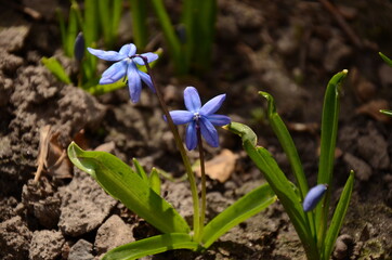 spring flowers in the garden