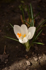 white crocus flower