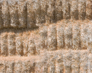 textured background straw alpacas in a crop field