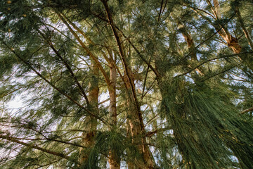 Pine Trees In The Woods