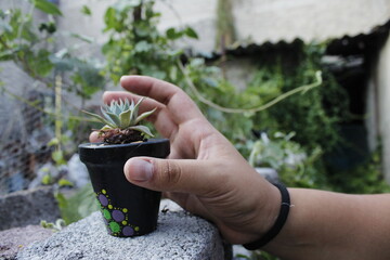 Alcanzando la planta