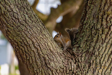 Closeup Of A Squirrel Sitting On A Tree