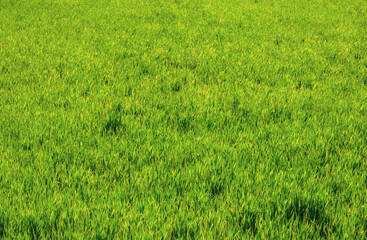 background texture of a grassy field in the bush