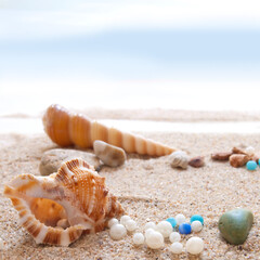 Fototapeta na wymiar Seashells on a beach as a background. Collection of seashells. The exotic sea shell. Treasure from the sea