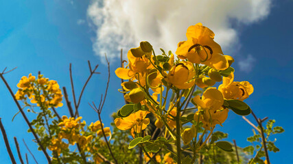 Closeup Of Yellow Flowers At An Angle With Sky Background