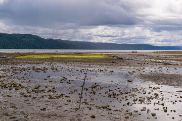oyster farming field at low tide