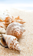 Seashells on a beach as a background. Collection of seashells. The exotic sea shell. Treasure from the sea
