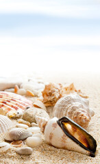 Seashells on a beach as a background. Collection of seashells. The exotic sea shell. Treasure from the sea