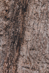 brown background, brown wall paper, brown wall