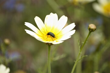 Black bug on daisy in garden