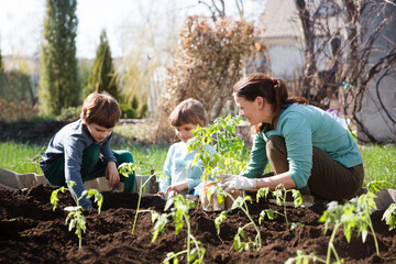 Mom and two kids planting seedling In ground on allotment in garden. Kids helps in the home garden....