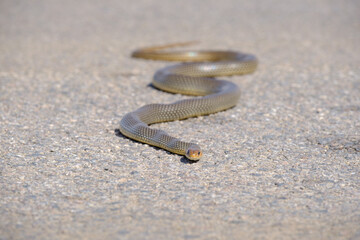 Long grass-snake on the asphalt road surface.  Eastern brown snake crossing on the road