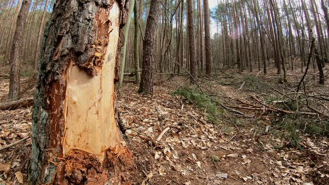 R&uuml;ckegasse im Wirtschaftswald nach Baumf&auml;llung mit Harvester, R&uuml;ckeweg, Holzernte, Forstwirtschaft, Waldumbau
