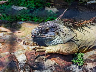 Iguana in zoo