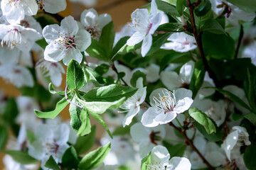 Plum branches, abundantly strewn with delicate flowers