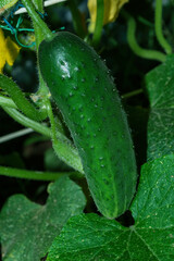 Cucumber (Latin: Cucumis sativus) - an annual herbaceous plant of the Cucurbitaceae family, vegetable crops. Cucumbers in vegetable garden close up. Soft selective focus. Vertical photo.