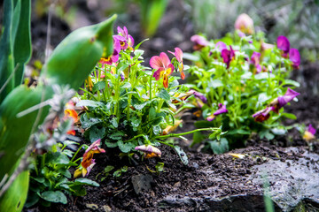 pansy in the garden