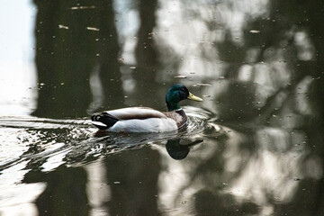 kaczka © Krzysztof  Jaworski