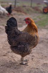 Street lighting. home farmstead. A bird walks and eats on it. Close-up. Rooster and chicken.