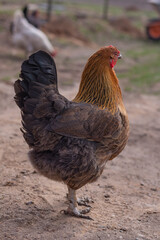 Street lighting. home farmstead. A bird walks and eats on it. Close-up. Rooster and chicken.