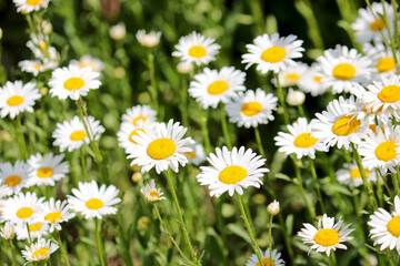Fototapeta premium Summer background - meadow with camomiles. Many white flowers. Selective focus.