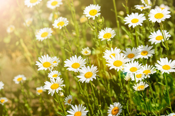 White blooming daisies. Summer landscape. Medicinal plant. Selective focus.