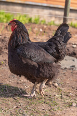 Street lighting. home farmstead. A bird walks and eats on it. Close-up. Rooster and chicken.