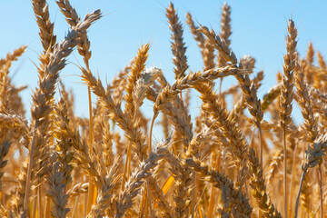 Wheat field. Ears of golden wheat. The concept of a rich harvest. golden spikelets of ripe wheat in the field close-up. warm, light blurred background, soft focus
