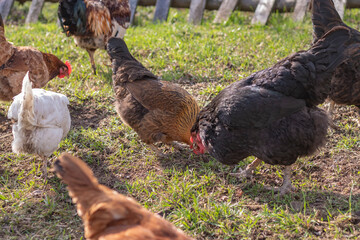 Street lighting. home farmstead. A bird walks and eats on it. Close-up. Rooster and chicken.