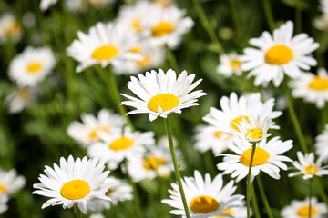 Obraz na płótnie Canvas White blooming daisies. Summer landscape. Medicinal plant. Selective focus.
