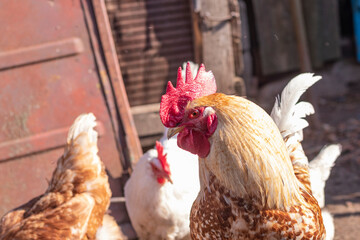 Street lighting. home farmstead. A bird walks and eats on it. Close-up. Rooster and chicken.