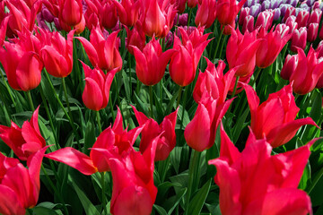 Fresh colorful tulips from Holland