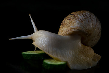 snail Achatina zanzibarica with cucumber on a black background. a large white snail with a yellow shell. close-up. concept of medicine, cosmetology