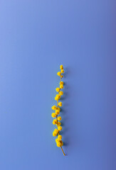 Twig of mimosa flowers on blue background