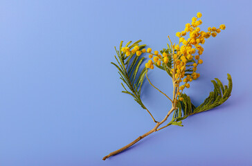 Twig of mimosa flowers on blue background