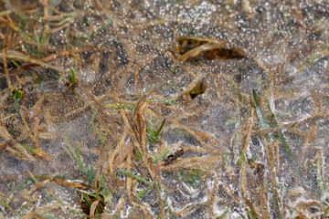 Green grass and dry foliage under thin spring ice. The texture is beautiful natural. 