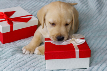 Small cute labrador retriever puppy dog with gift boxes on a bed