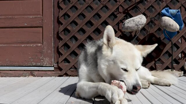 Pet husky-wolf snacks on a  yummy piece of meat while basking in the warm sunshine.